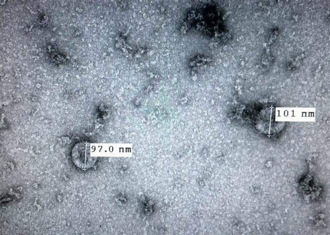 Tại sao đến nay vẫn chưa có thuốc diệt virus ?